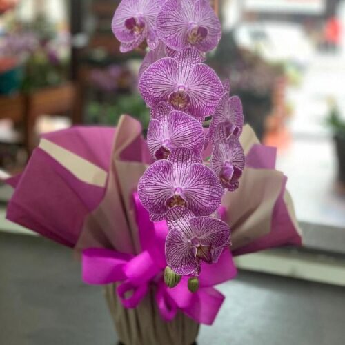 Orquídea Phalaenopsis Cascata