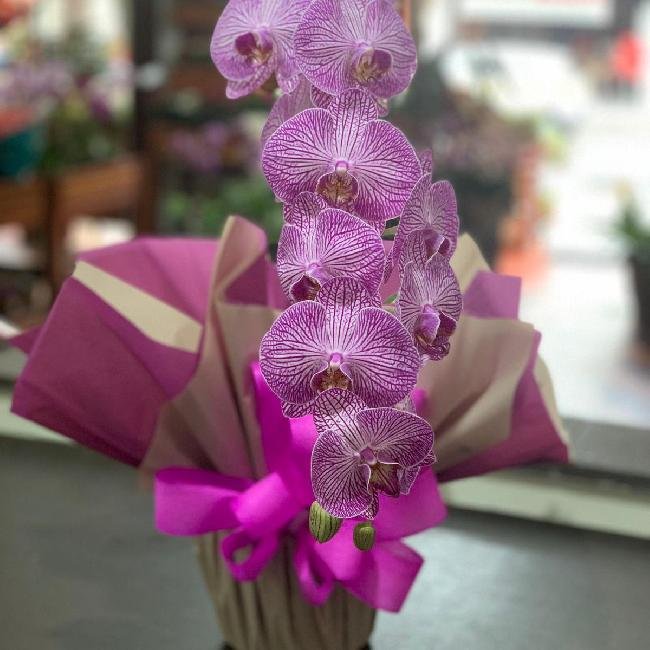 Orquídea Phalaenopsis Cascata