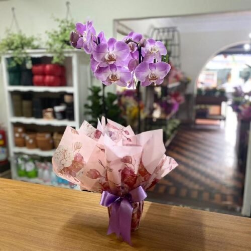 Orquídea Phalaenopsis