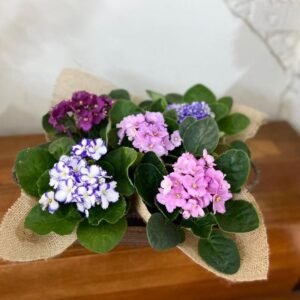 Bandeja de Violetas