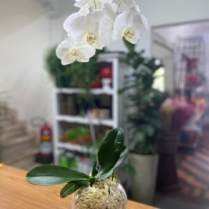 Flores em vaso