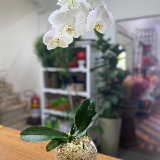 Orquídea Aquário
