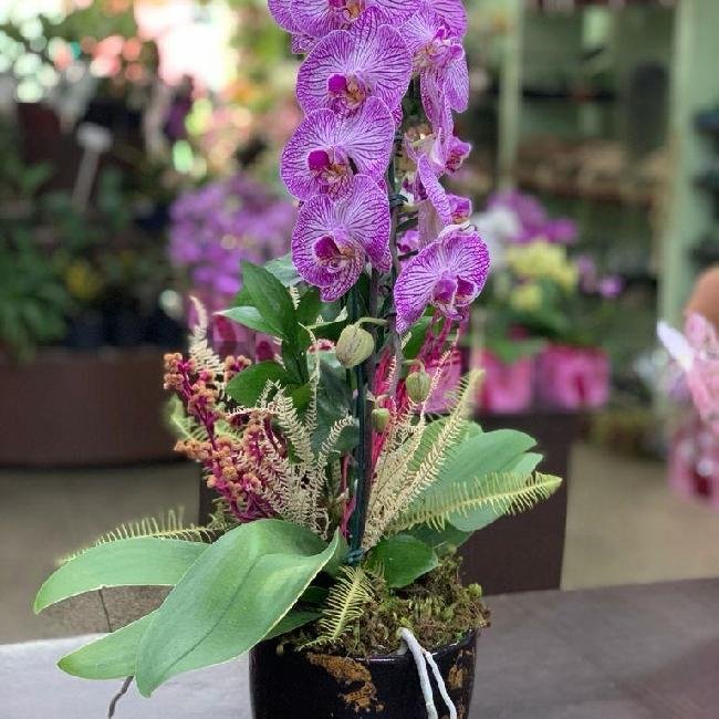 Orquídea Cascata na Cerâmica